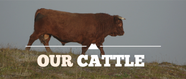 our cattle
